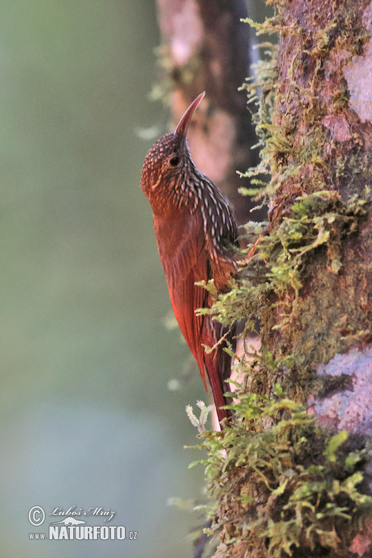 Lepidocolaptes lacrymiger