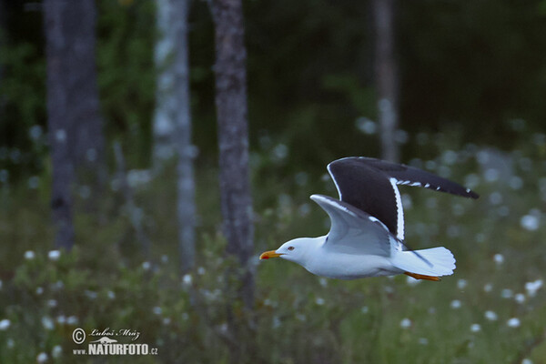 Lesser Black-backed Gull (Larus fuscus)