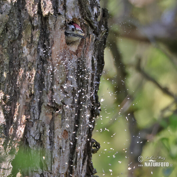 Lesser Spotted Woodpecker (Dendrocopos minor)