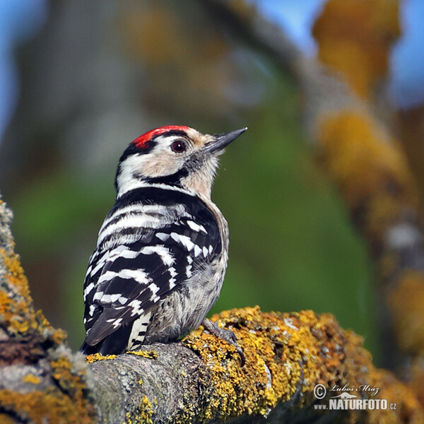 Lesser Spotted Woodpecker (Dendrocopos minor)