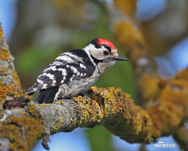 Lesser Spotted Woodpecker (Dendrocopos minor)