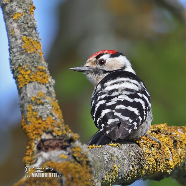 Lesser Spotted Woodpecker (Dendrocopos minor)