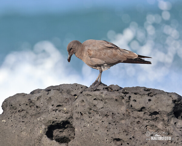 Leucophaeus fuliginosus