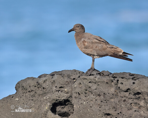 Leucophaeus fuliginosus