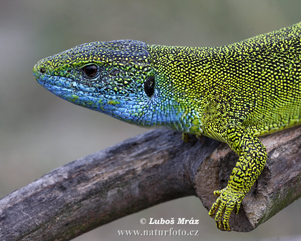 Lézard vert