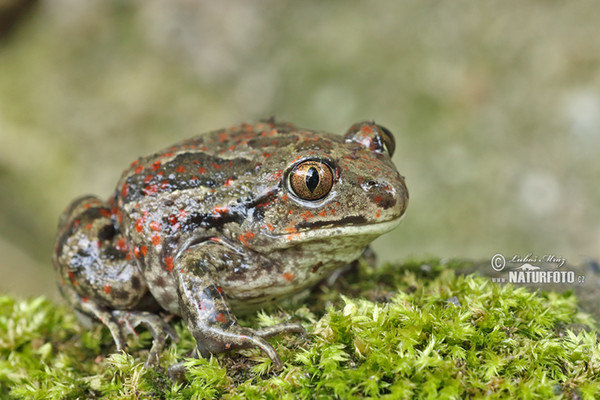 Lökgroda