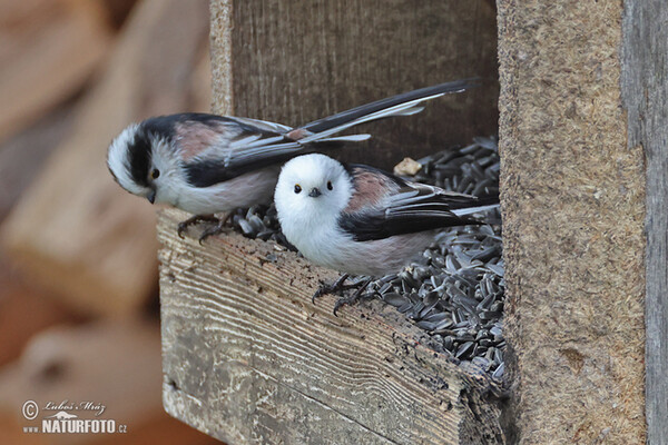 Long-tailed Tit (Aegithalos caudatus)