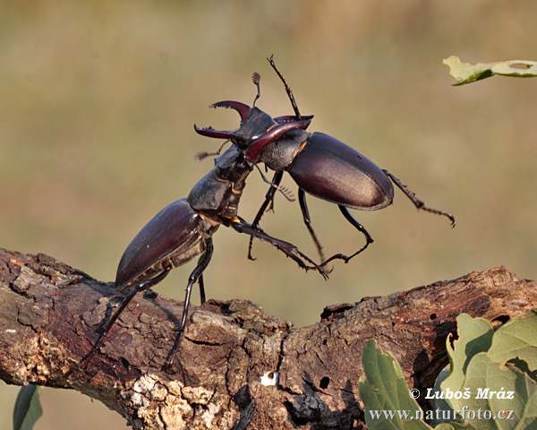 Lucanus cervus