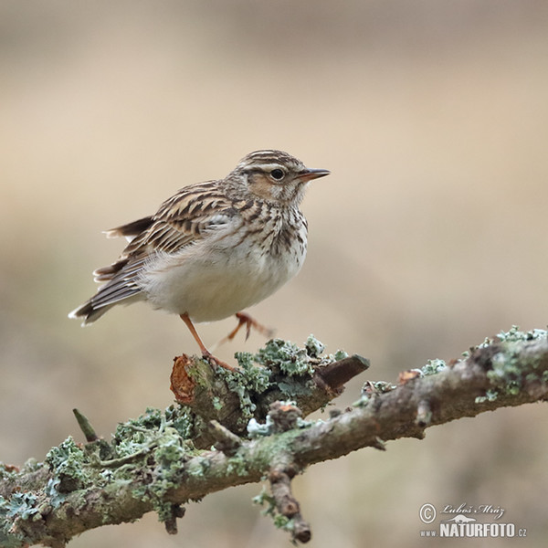 Lullula arborea