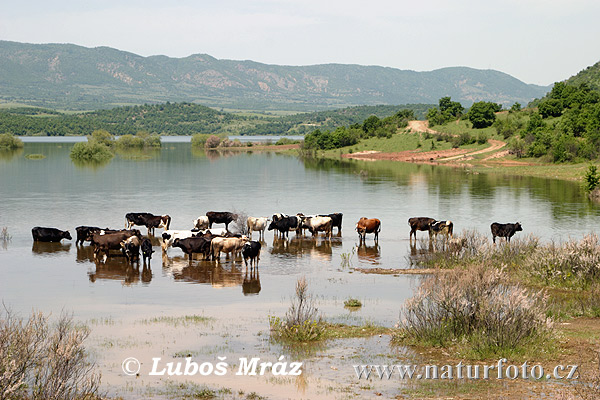 Macedonië land