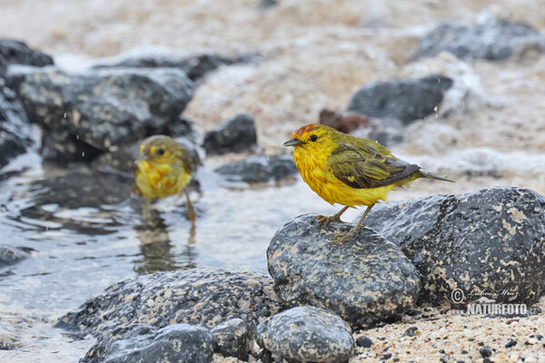 Mangrove Warbler (Setophaga petechia)