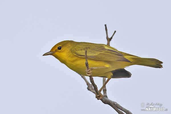 Mangrove Warbler (Setophaga petechia)