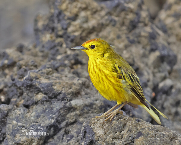 Mangrove Warbler (Setophaga petechia)