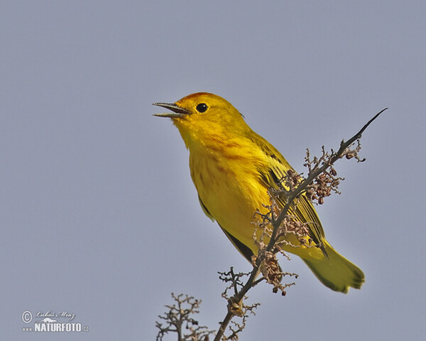 Mangrove Warbler (Setophaga petechia)