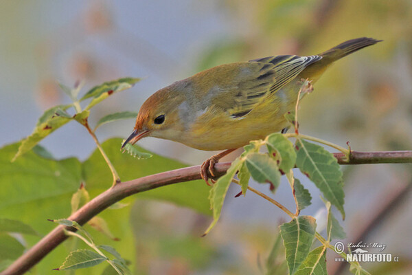 Mangrove Warbler (Setophaga petechia)