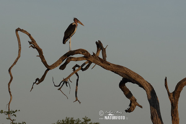 Marabou Stork (Leptoptilos crumeniferus)