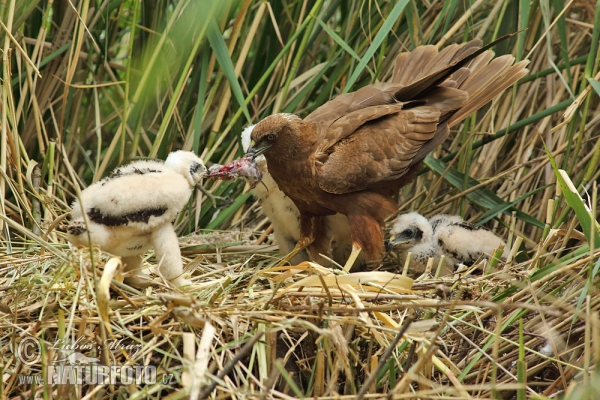 Marsh Harrier (Circus aeruginosus)