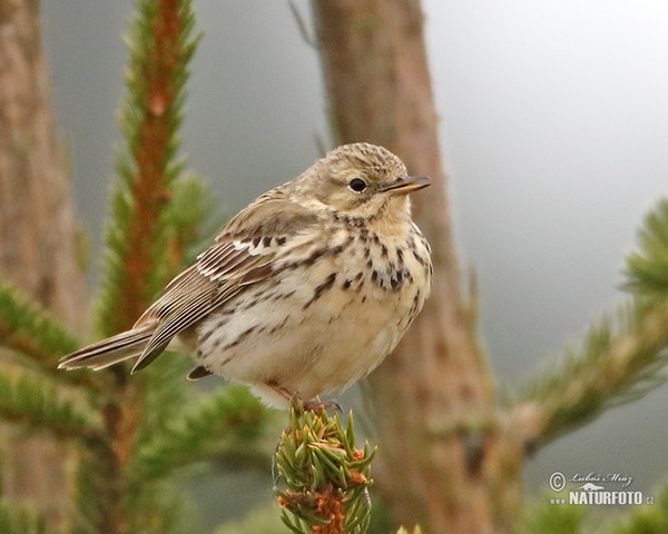 Meadow Pipit (Anthus pratensis)