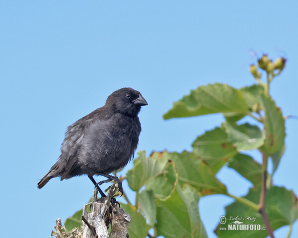 Medium Ground-Finch (Geospiza fortis)