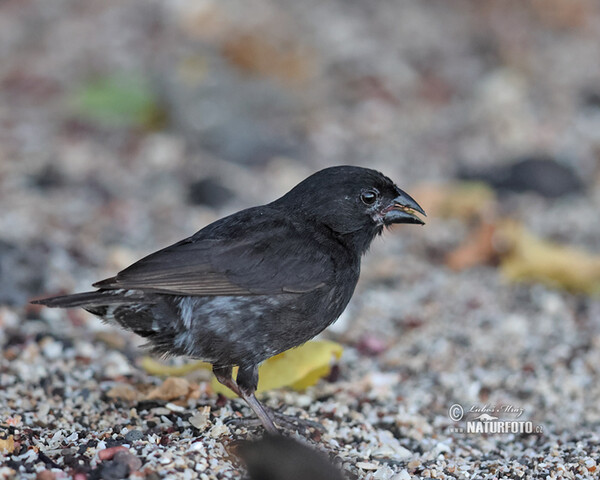 Medium Ground-Finch (Geospiza fortis)