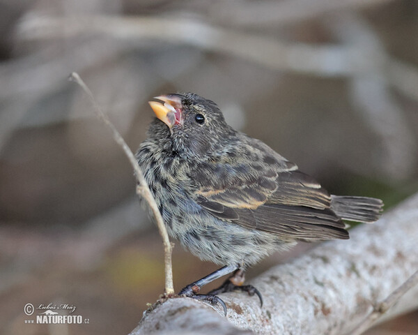 Medium Ground-Finch (Geospiza fortis)