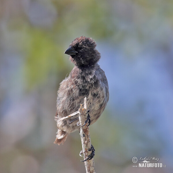 Medium Tree-Finch (Camarhynchus pauper)