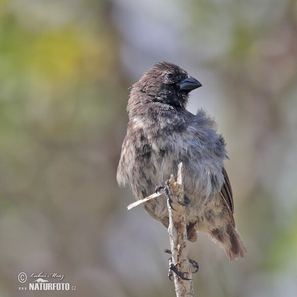 Medium Tree-Finch (Camarhynchus pauper)