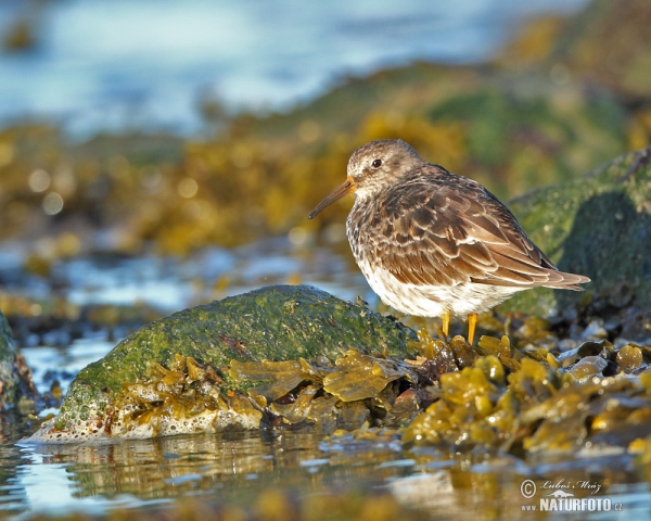 Meerstrandläufer