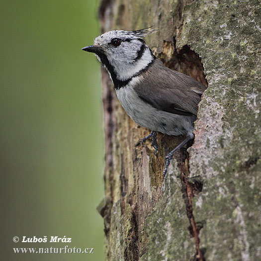 Mésange huppée