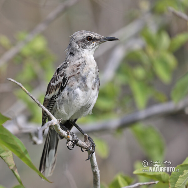 Mimus melanotis