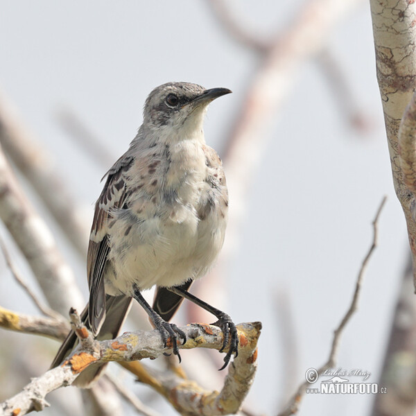 Mimus melanotis