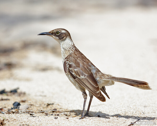 Mimus parvulus