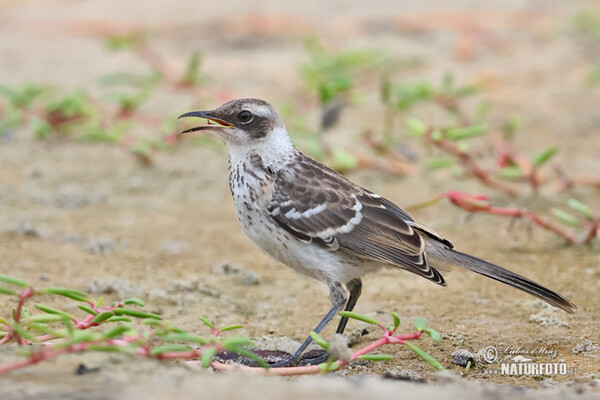 Mimus parvulus