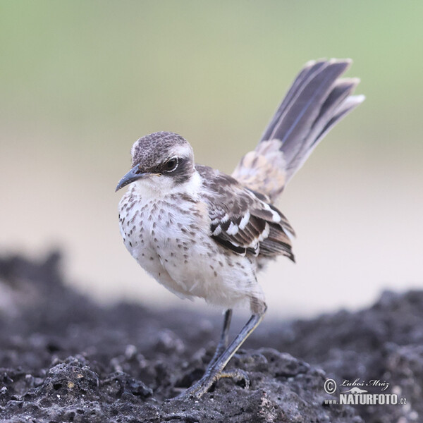 Mimus parvulus