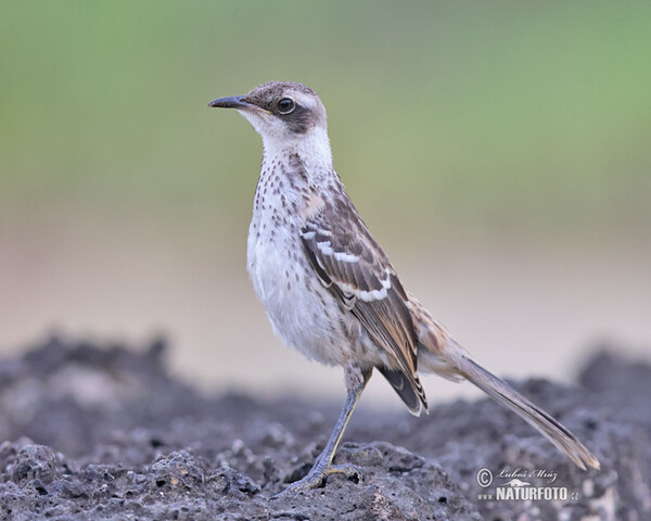 Mimus parvulus