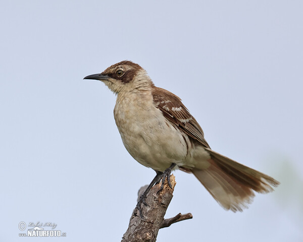 Mimus parvulus