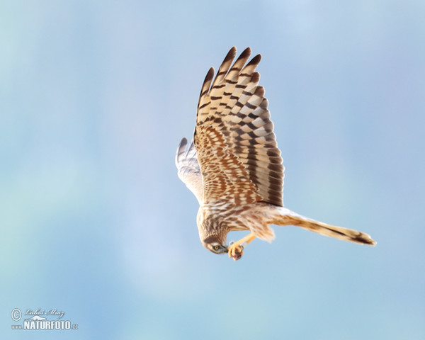 Montagu's Harrier (Circus pygargus)