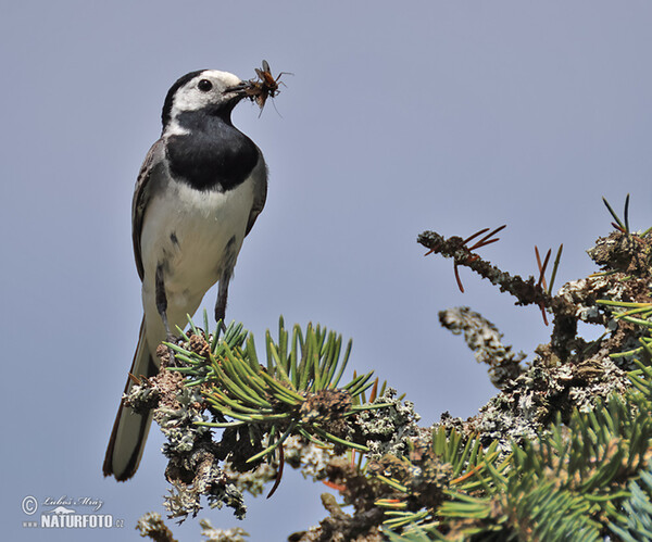 Motacilla alba