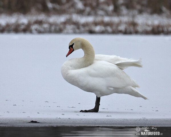 Mute Swan (Cygnus olor)