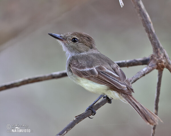 Myiarchus magnirostris