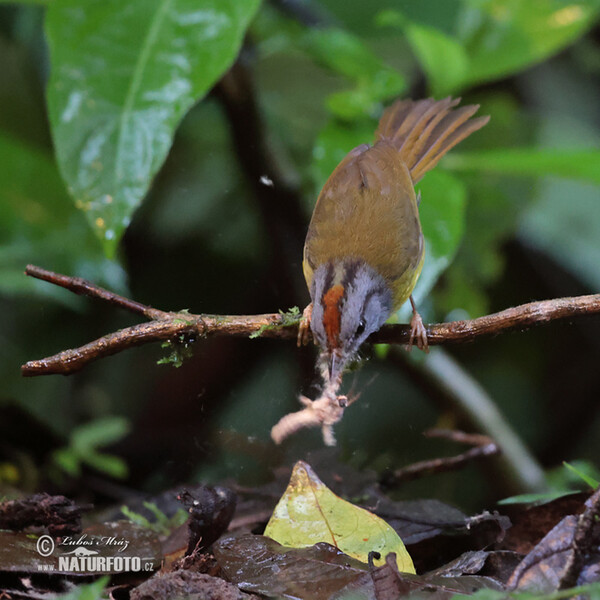 Myiothlypis coronata