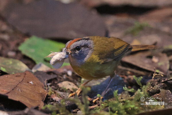 Myiothlypis coronata