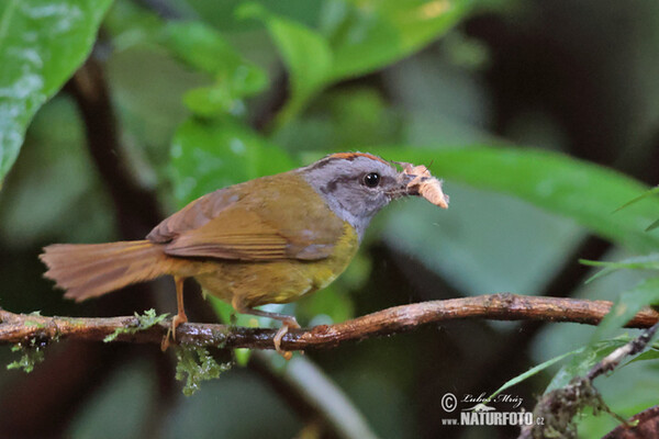 Myiothlypis coronata