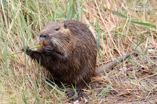 Myocastor coypus