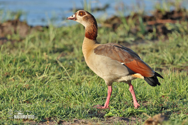 Nilgans