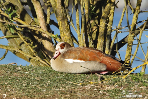 Nilgans