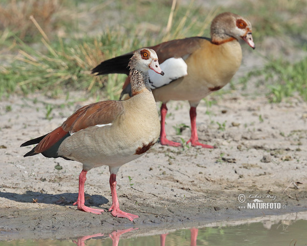 Nilgans