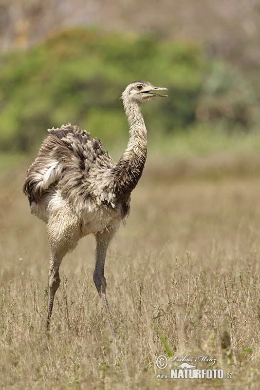 Nyandú