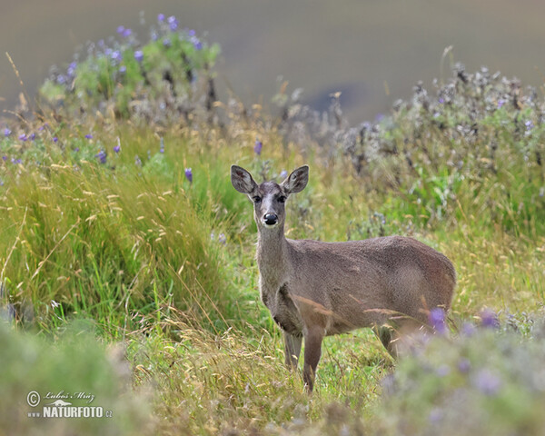 Odocoileus virginianus peruvianus