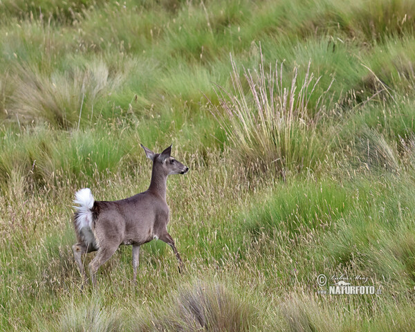 Odocoileus virginianus peruvianus